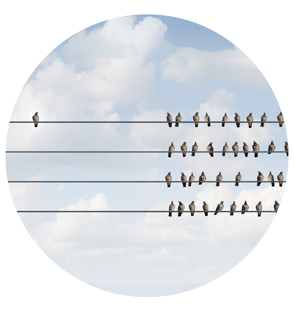 birds on a wire